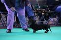 Crufts_dachshunds 030